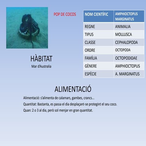 Cefalòpode pop de cocos