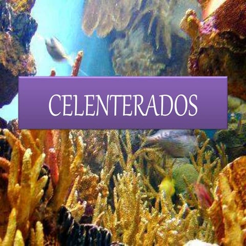Celenterados