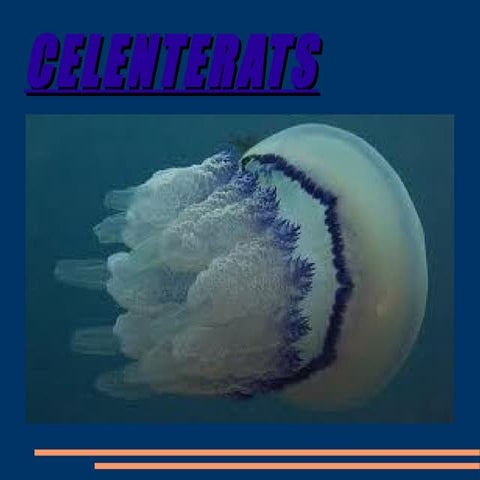 Celenterats
