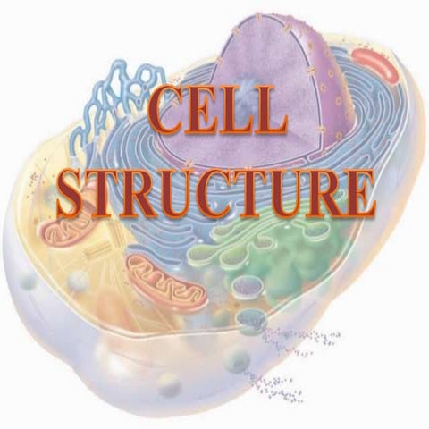 Cell Structure 
