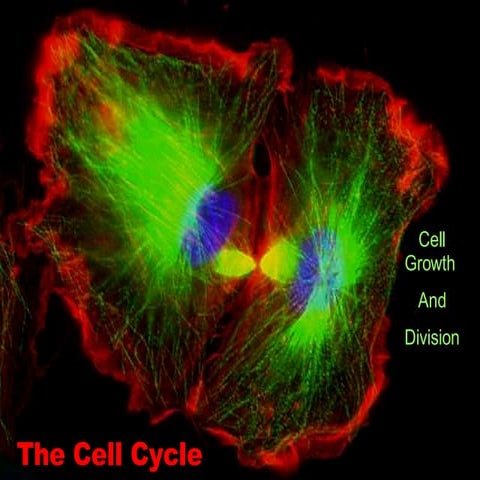 The Cell Cycle