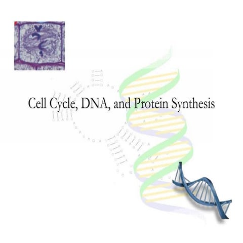 Cell Cycle, Dna, And Protein Synthesis Notes New