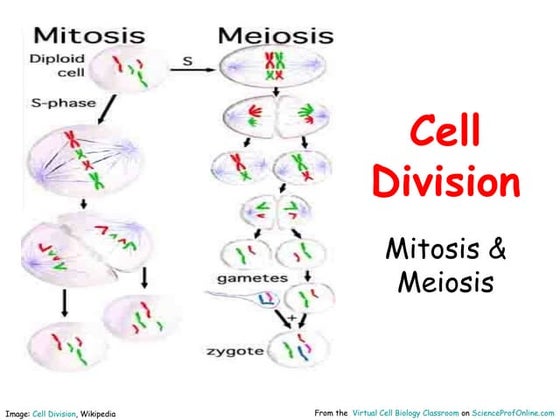 Mitosis and Meiosis Chromosome Number Chart in Different Stages | PDF ...