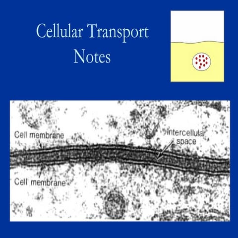 Cell Membrane And Cell Transport Notes New