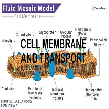 CELL-MEMBRANE-AND-TRANSPORT:FUNCTIONS.pptx-2.pptx