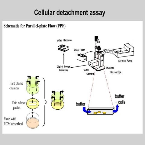 Cell Adhesion Assay