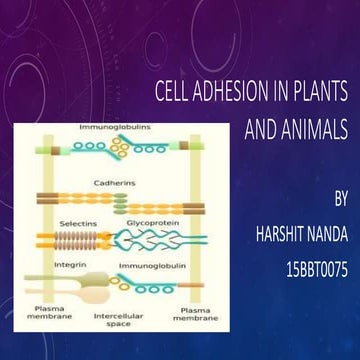 Cell adhesion in plants and animals