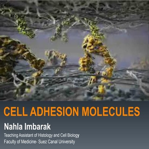 Cell adhesion molecules