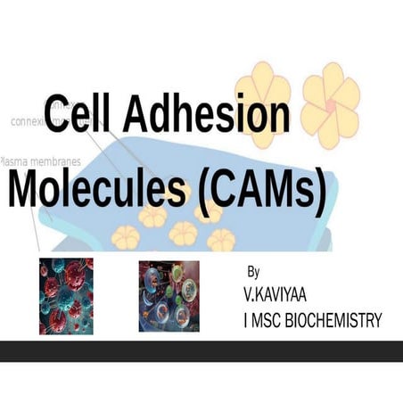 cell adhesion molecules CAMs biochemistry | PDF