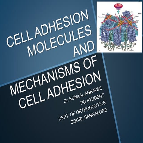 Cell adhesion molecules and mechanisms of cell adhesion