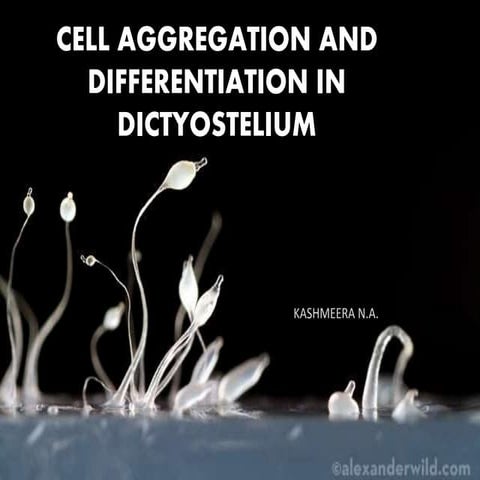Cell aggregation and differentiation in dictyostelium007