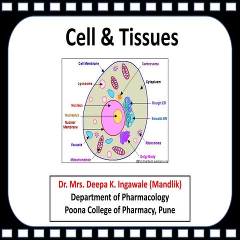 Cell and tissue