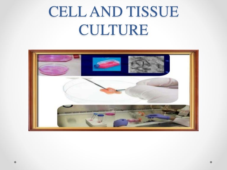 Cell and tissue culture