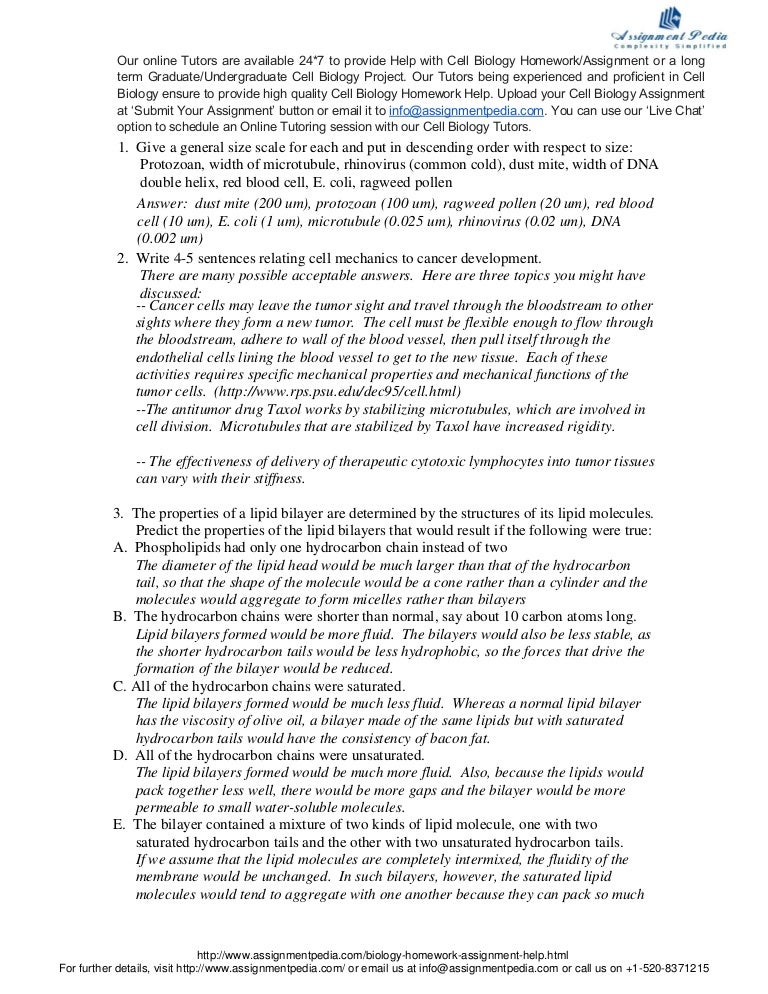 essay homework