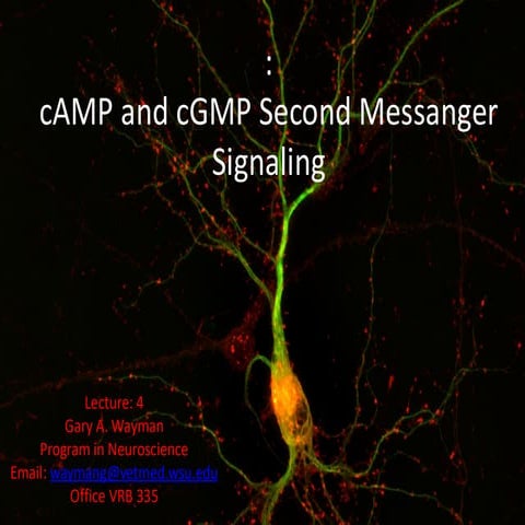 Comprehensive Overview of the cAMP Signaling Pathway and Its Cellular ...