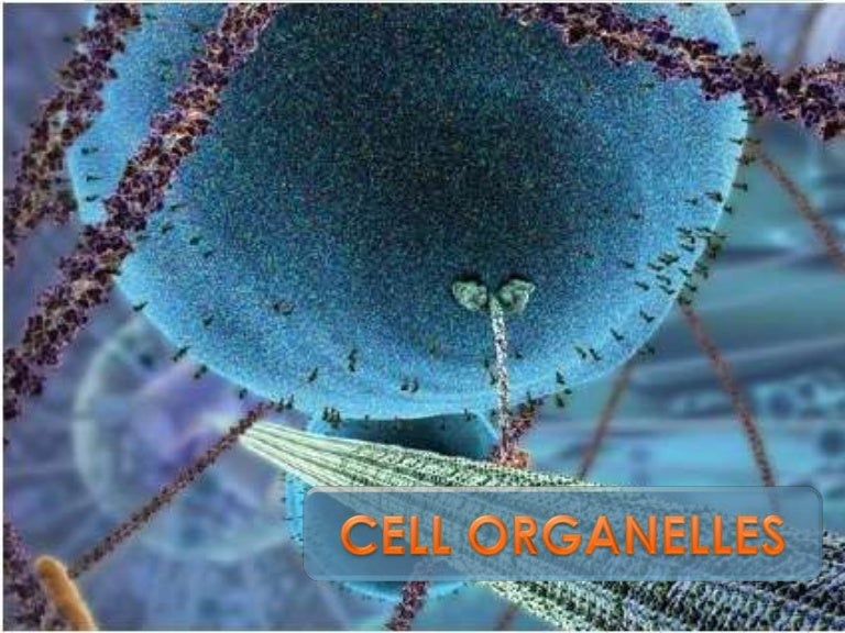 Organelles Diseases Related