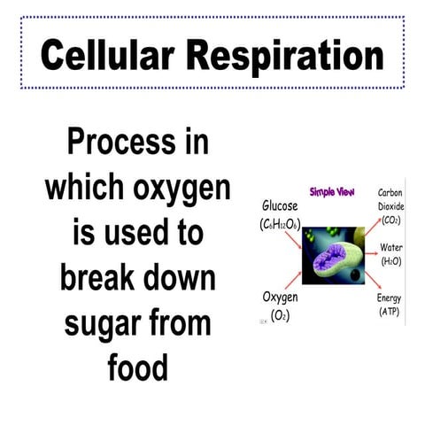 Cell bio vocab (1)