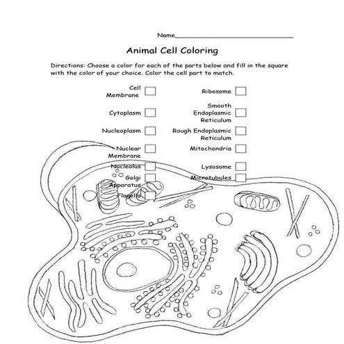 Biology - Animal Cell coloring