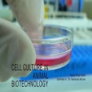 Cell culture in animal biotechnology