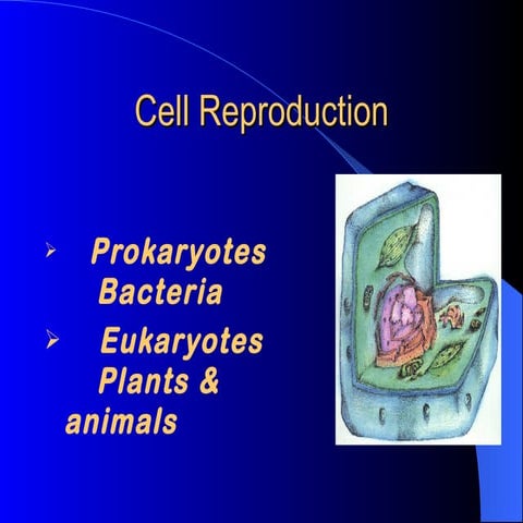 Cell cycle