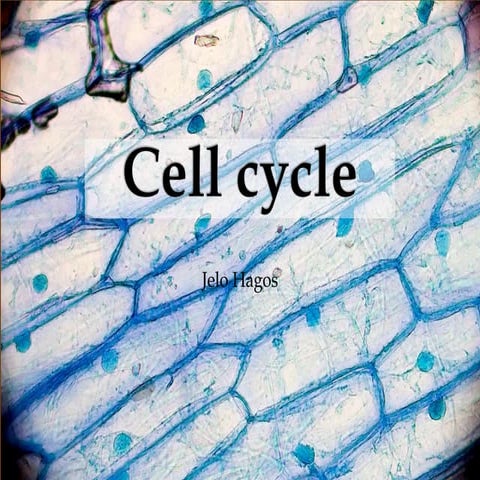 Cell cycle