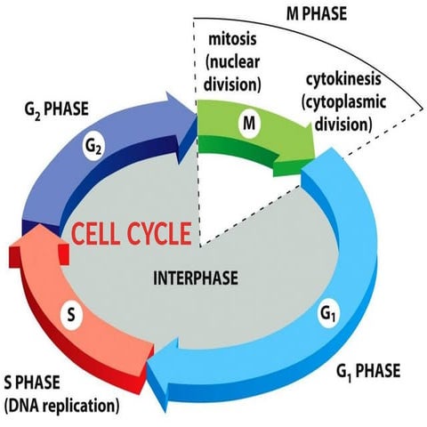 DIFFERENT STAGES OF CELL CYCLE AND INTERPHASE | PPT