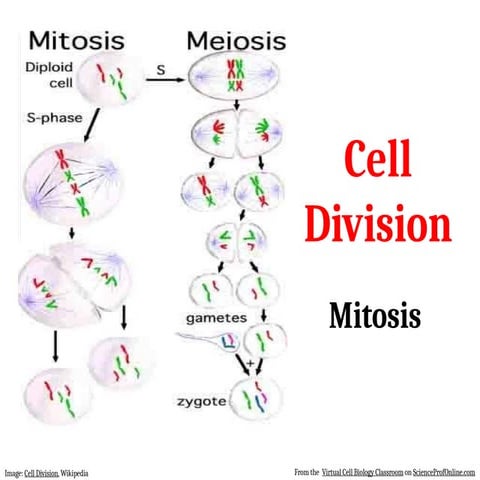 Cell Cycle & Division_ Mitosis  [Autosaved].pptx