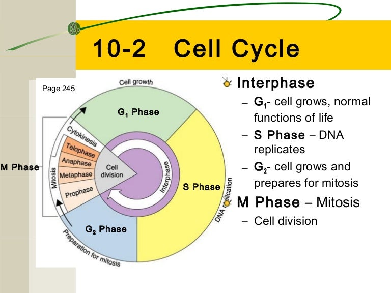 Cell cycle for moodle