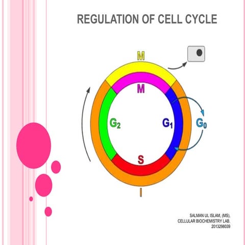 Cell cycle presentation by Salman Ul Islam.
