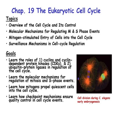 cell cycle regulation.ppt