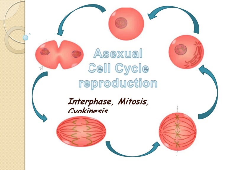 Asexual Cell cycle reproduction