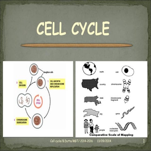 Cell cycle | PPT