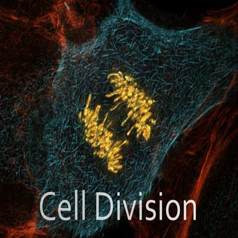 Cell Division/Mitosis