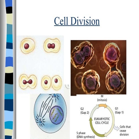 Cell Division