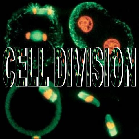 Cell division