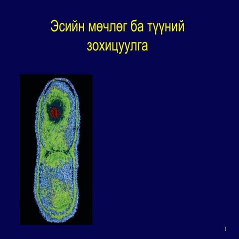 мейоз хуваагдал цахим хичээл