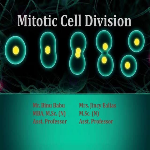Mitotic Cell division