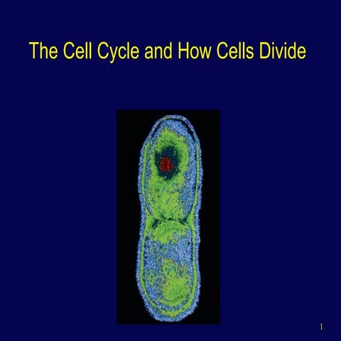 Celldivision