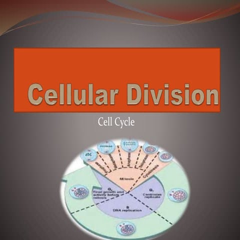 Cell DIVISION/cycle