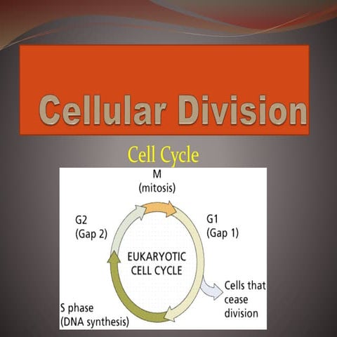 Cell DIVISION/cycle
