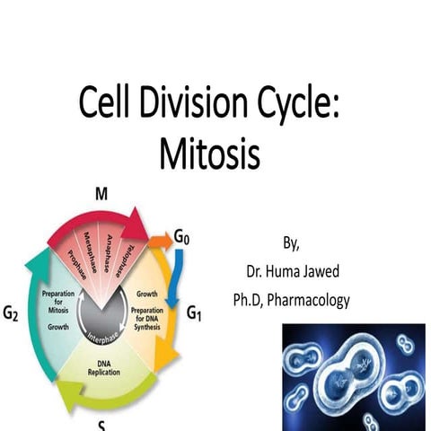 Cell Division-Mitosis-