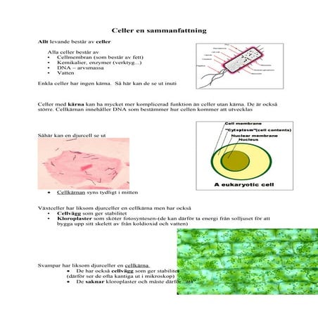 Celler En Sammanfattning