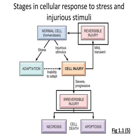 Cell injury handouts 14 9-2016 | PPTX