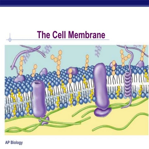 STPM Form 6 Biology Cell membrane