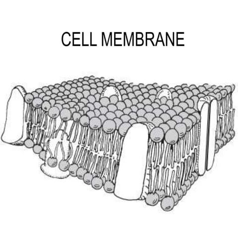 Cell membrane