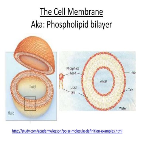 Cell membrane