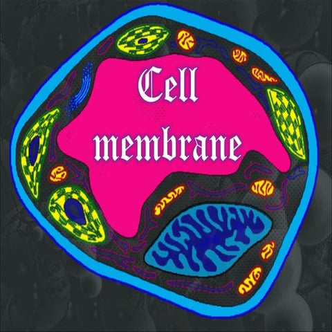 Cell membrane