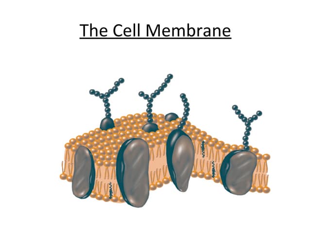Cell membrane adv bio
