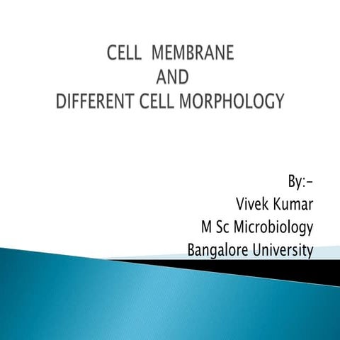 Cell membrane and cell morphology
