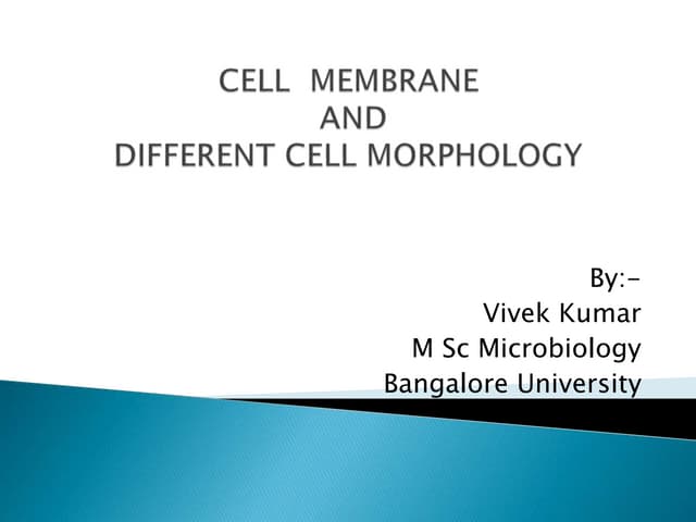 Cell membrane and cell morphology